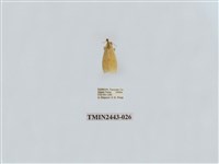 藏品(燈蛾29)的圖片